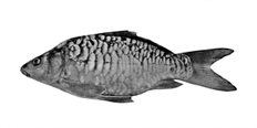 File:ExoticFishMirrorCarp.jpg