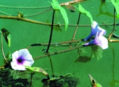 File:WildFlower07Jalkalmi.jpg