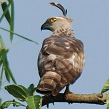 File:FalconOrientalHobby.jpg