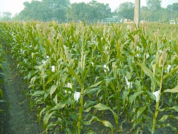 File:GreenRevolution2.jpg