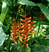 File:OrnamentalPlants1.jpg