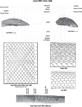 File:SnakeLevelling.jpg