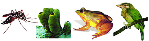 File:Fauna2.jpg