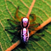 File:Spider01.jpg