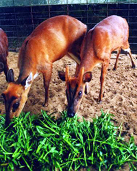 File:DeerBarking.jpg