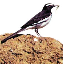 File:Wagtail2.jpg