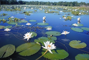 File:Wetland1.jpg