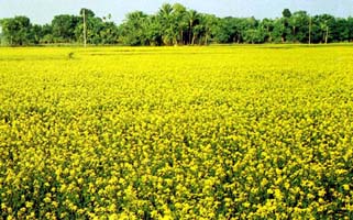 File:Mustard.jpg