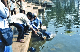 File:BostamiTurtle.jpg