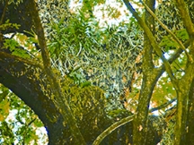 File:Mistletoe.jpg