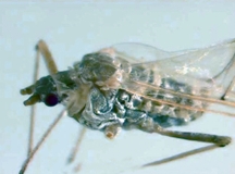 File:Aphid.jpg