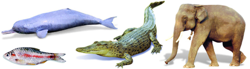 File:Fauna4.jpg