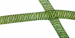 File:Greenalgae.jpg