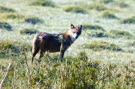 File:JackalCanisAureus.jpg
