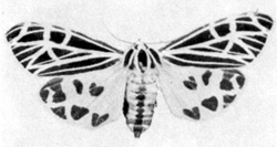 File:MothTiger.jpg