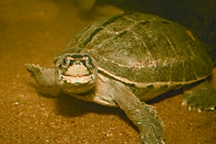 File:TurtleTortoise6.jpg