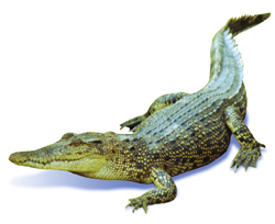 File:Crocodile.jpg