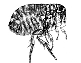 File:Flea1.jpg