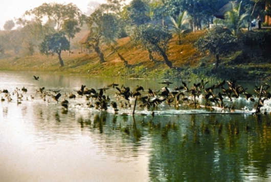 File:BirdMigratory.jpg