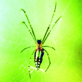 File:Spider10.jpg