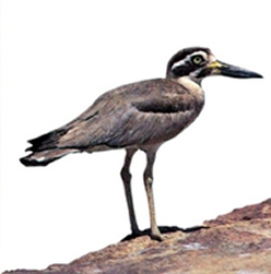 File:WaderCommonSendpiper2.jpg