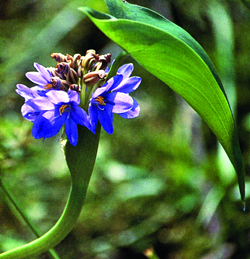 File:Aquaticplant02.jpg