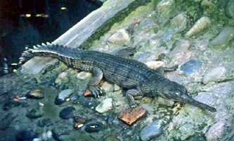 File:GharialReptile.jpg