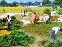 File:RiceThreshing1.jpg