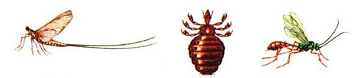 File:Insect1.jpg