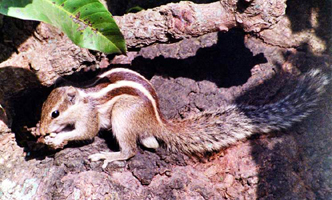 File:Squirrel.jpg
