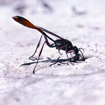 File:WaspDigger.jpg