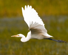 File:EgretYellow-billed.jpg