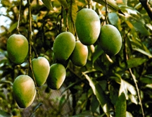 File:Mango.jpg