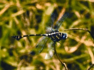 File:Dragonfly3.jpg