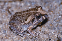 File:FrogToadSphaerothecaBreviceps.jpg