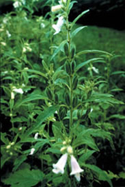 File:Sesame1.jpg