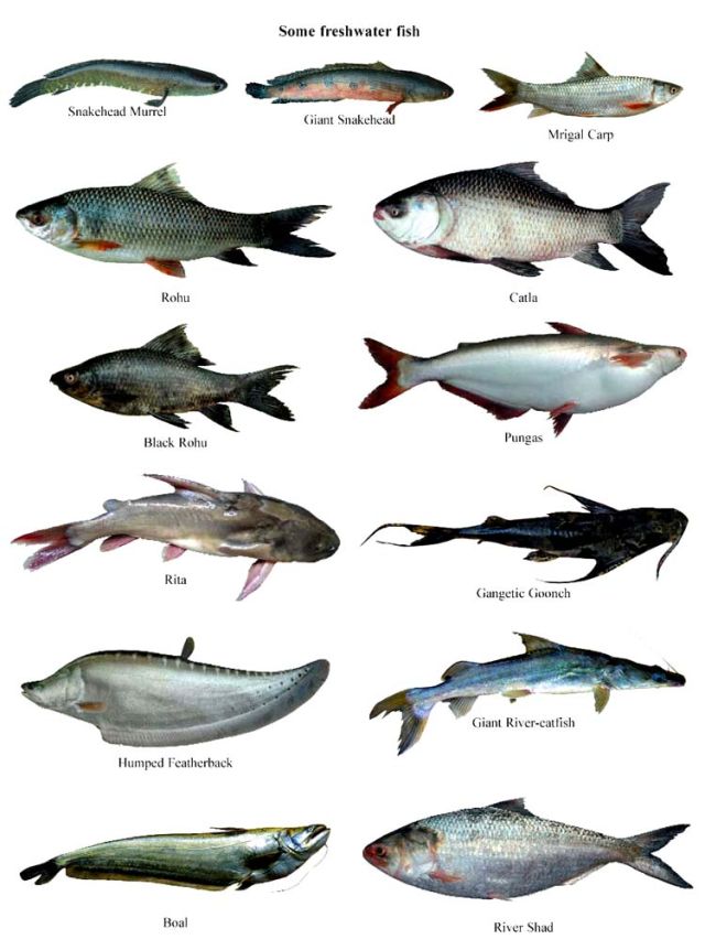 File:Fish02.jpg - Banglapedia