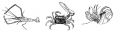 Penaeid shrimp Fiddler crab Hermit crab in empty gastropod shell