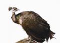 Common peafowl (female)