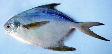 Butterfish Banglapedia