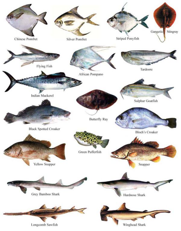 Fish - Banglapedia