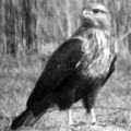 Thumbnail for version as of 21:43, 17 June 2021