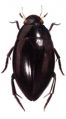 Dytiscid Beetle