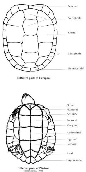 Turtle and Tortoise - Banglapedia