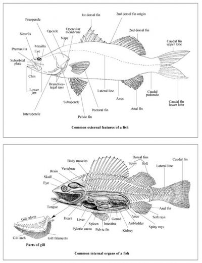 Fish - Banglapedia