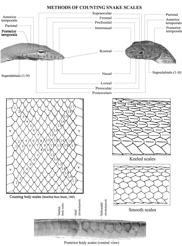 Snake - Banglapedia